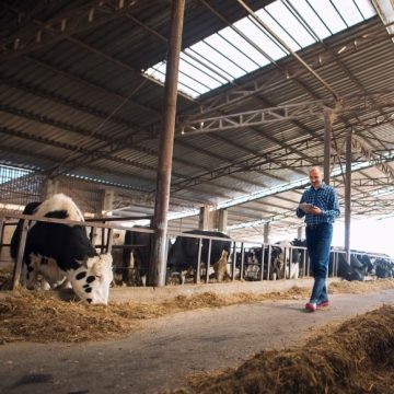 panneaux-solaires-photovoltaiques-strasbourg-agricole-hangar